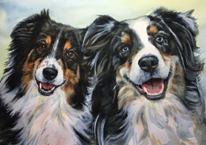 Australian Shepherds Blue Eyes