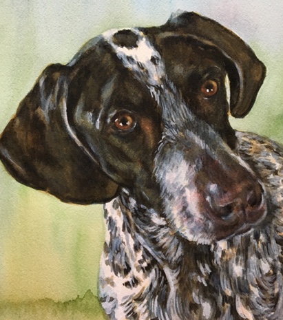 German Shorthaired Pointer