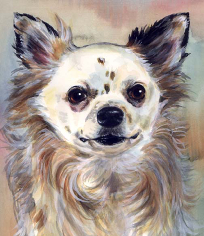 Longhaired Chihuahua