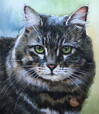 Longhaired Tabby
