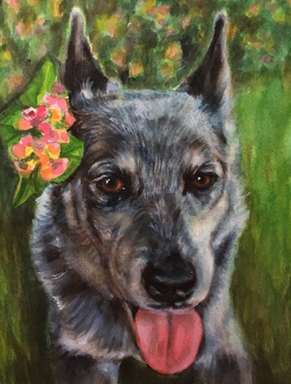 Australian Cattle Dog