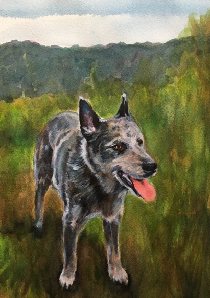 Australian Cattle Dog