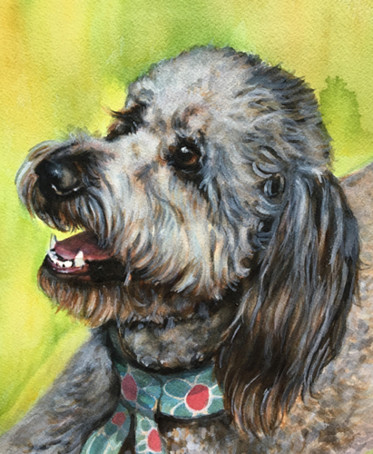 Labradoodle