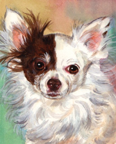 Longhaired Chihuahua