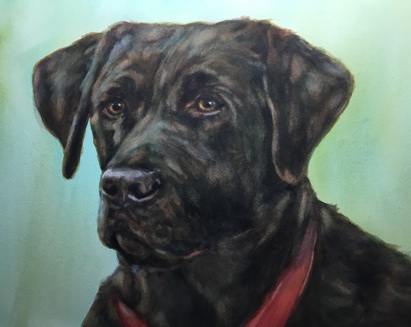 Chocolate Lab