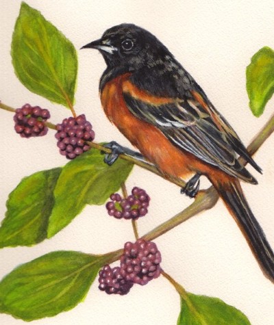 Orchard Oriole Wells