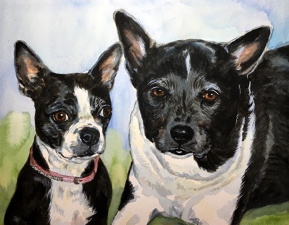 Boston Terrier