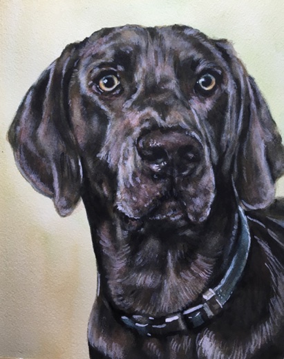 Weimaraner