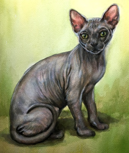 Sphynx Cat