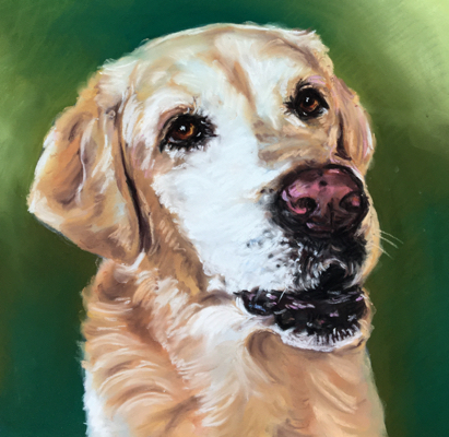 Yellow Lab Labrador Retriever