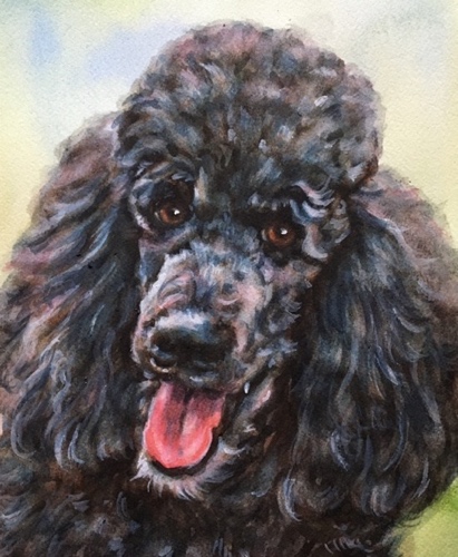 Blue Standard Poodle